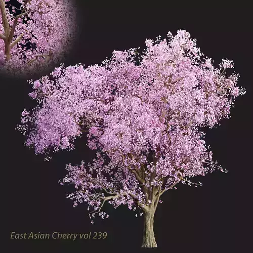 East Asian Cherry vol 239 3D model