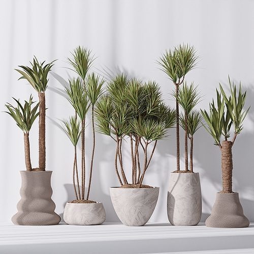 Yucca Elephantipes Gigantea Vase 09 3D model