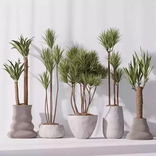 Yucca Elephantipes Gigantea Vase 09