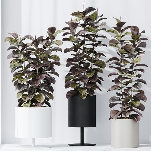 HousePlants Rubber Ficus Elastica Abidjan Melany 3D model