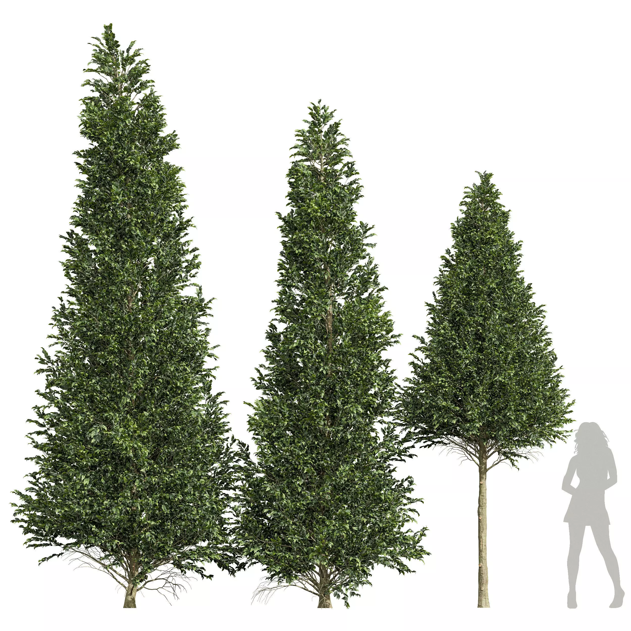 Carpinus Betulus 03 3D model