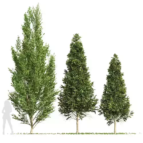 Carpinus Betulus 02 3D model