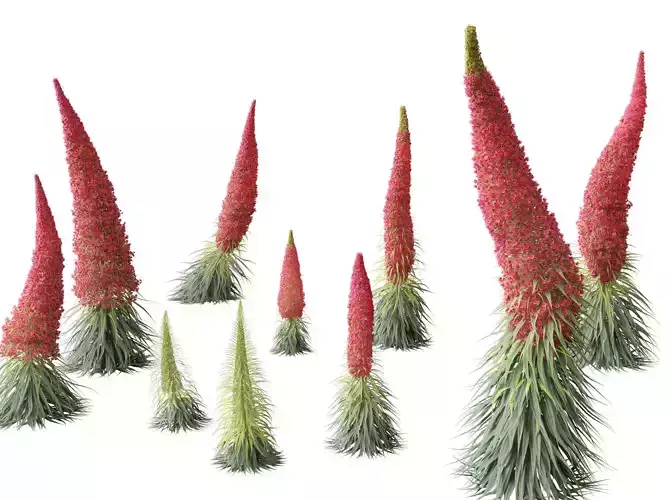 Echium wildpretii - Tower of jewels 3D model