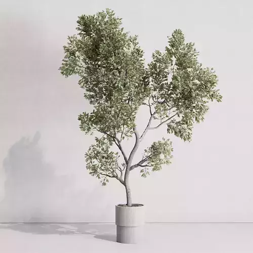 indoor plant set 423 plant tree concrete dirt vase
