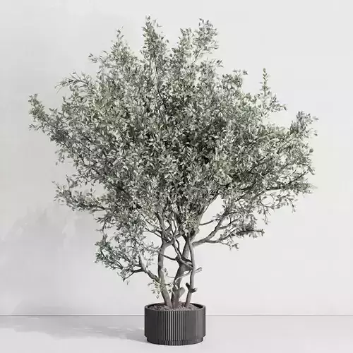 Outdoor plant 177 pot old olive tree metal old vase