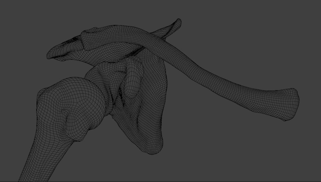 Upper arm bones 3D model_21