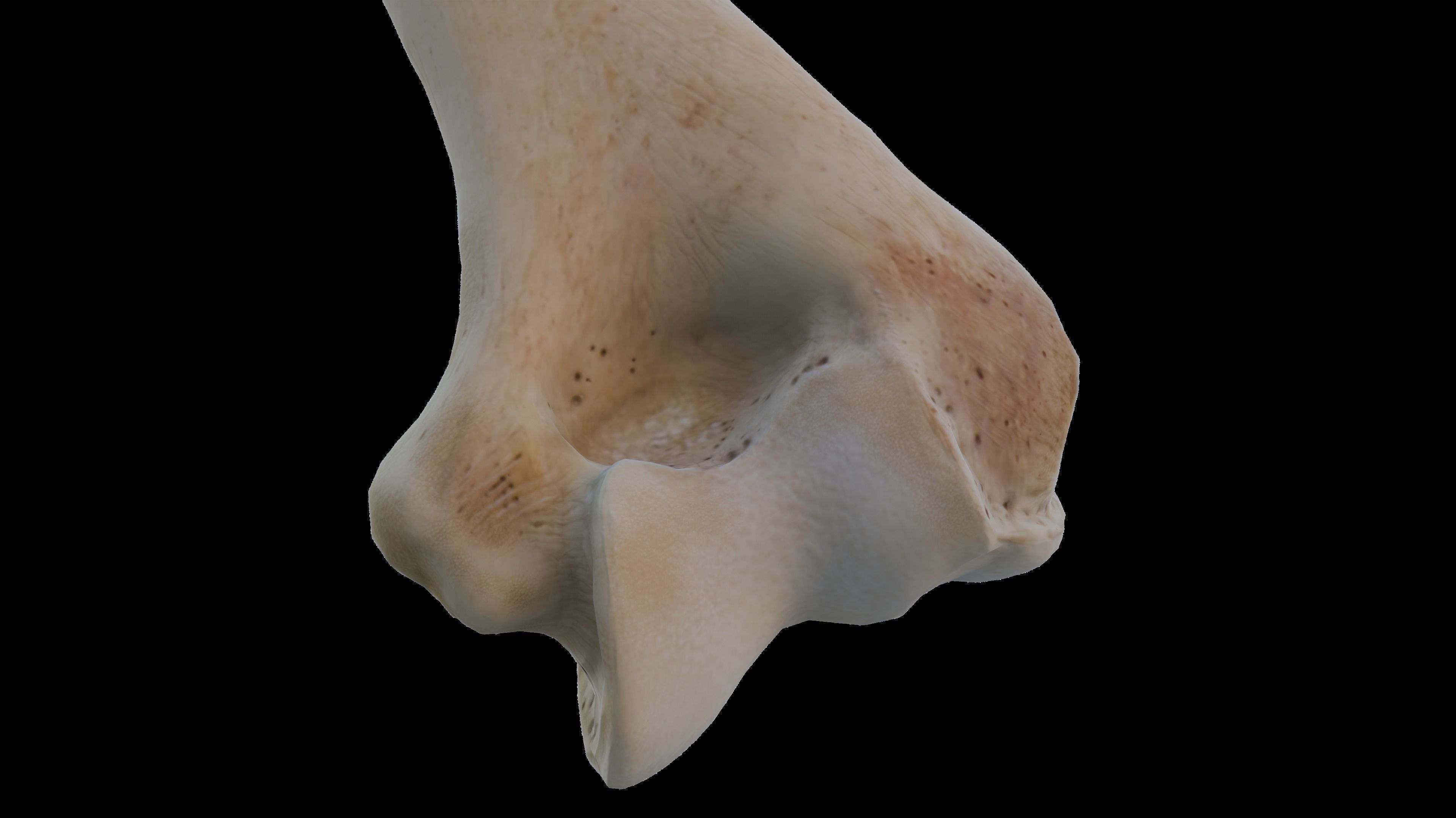 Upper arm bones 3D model_10