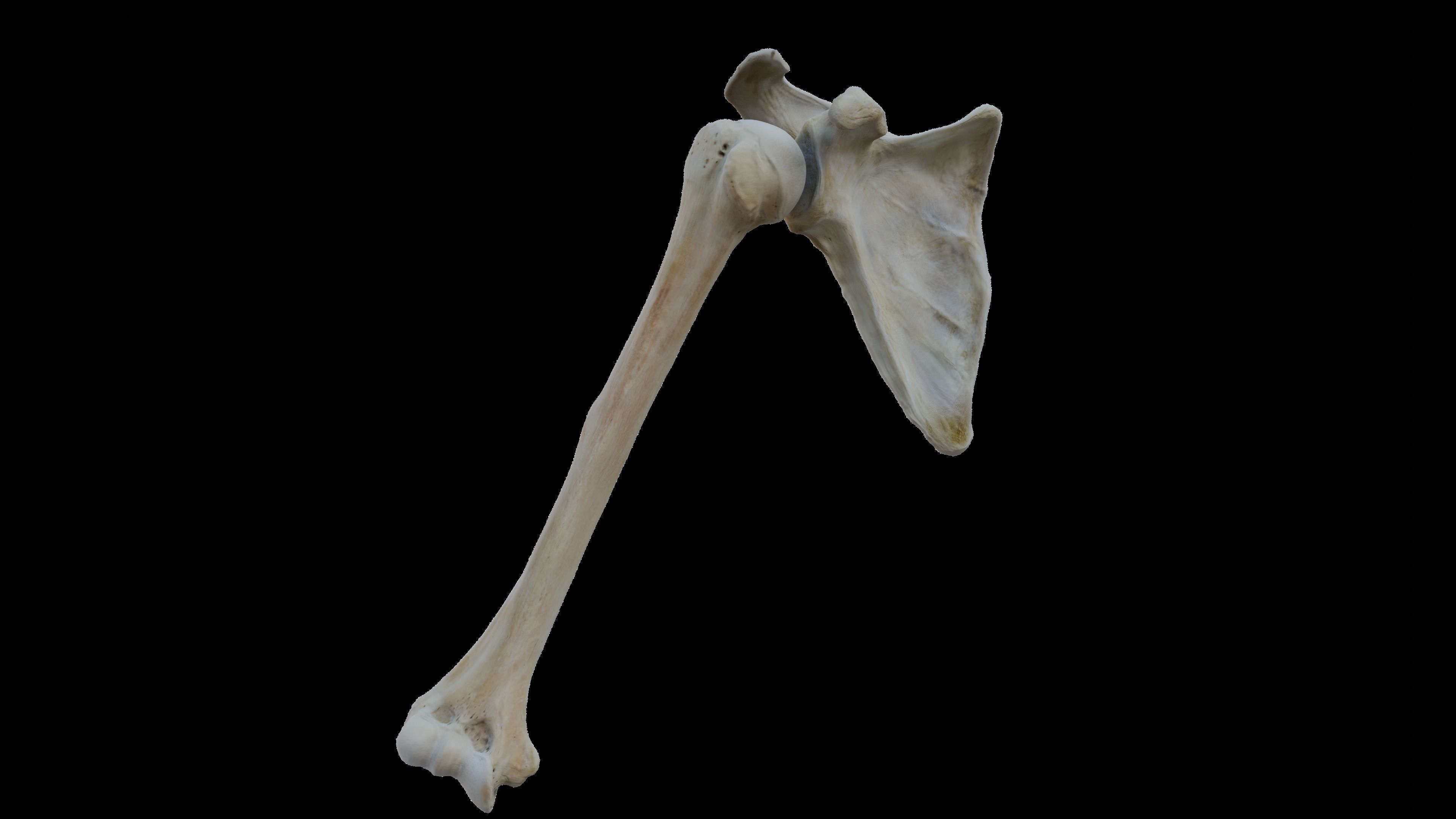 Upper arm bones 3D model_12