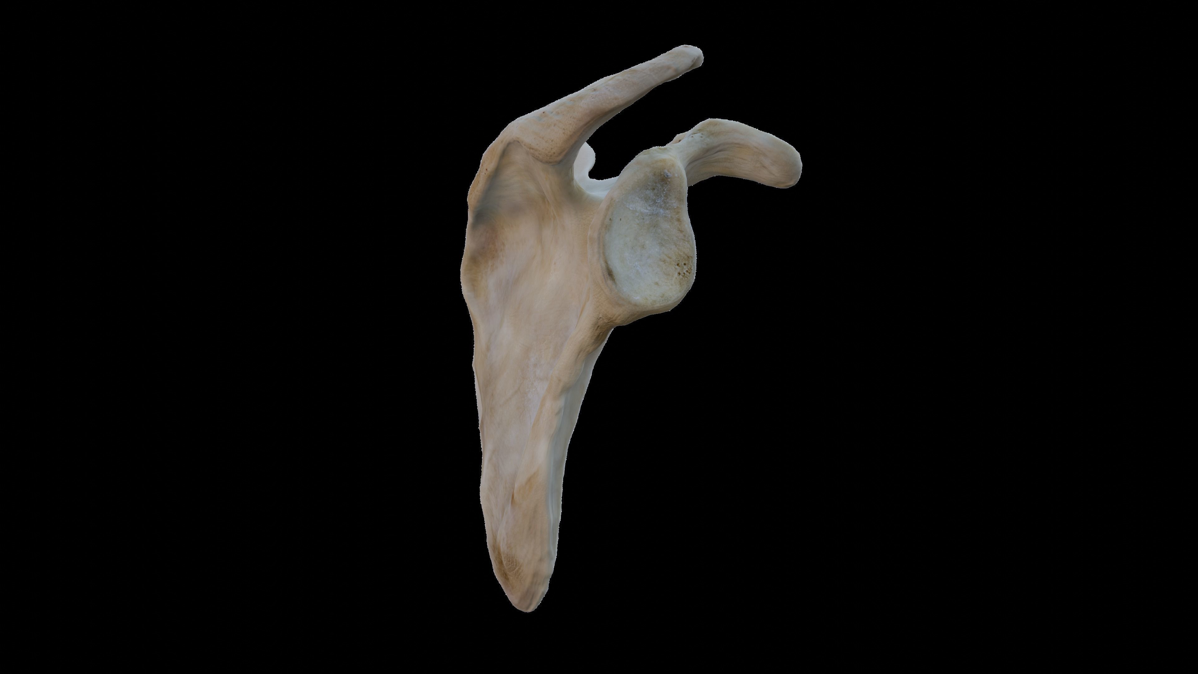 Upper arm bones 3D model_11