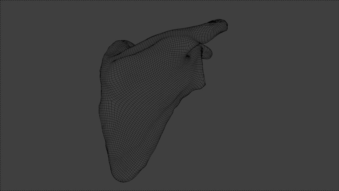 Upper arm bones 3D model_13