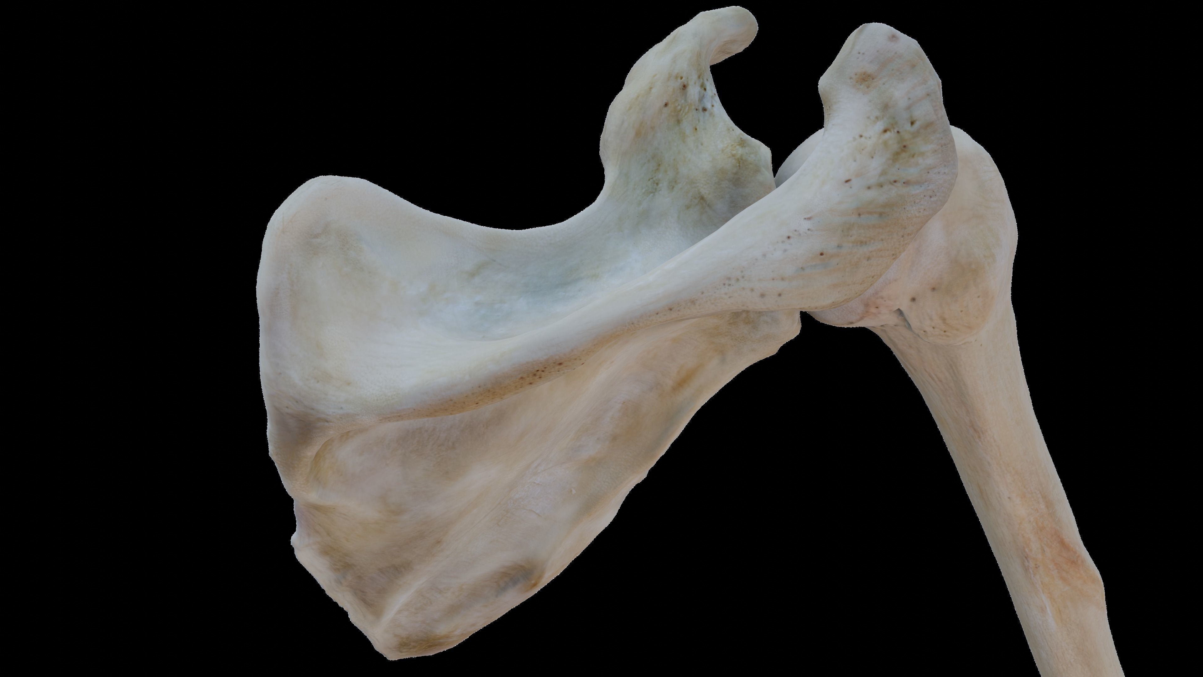 Upper arm bones 3D model_6