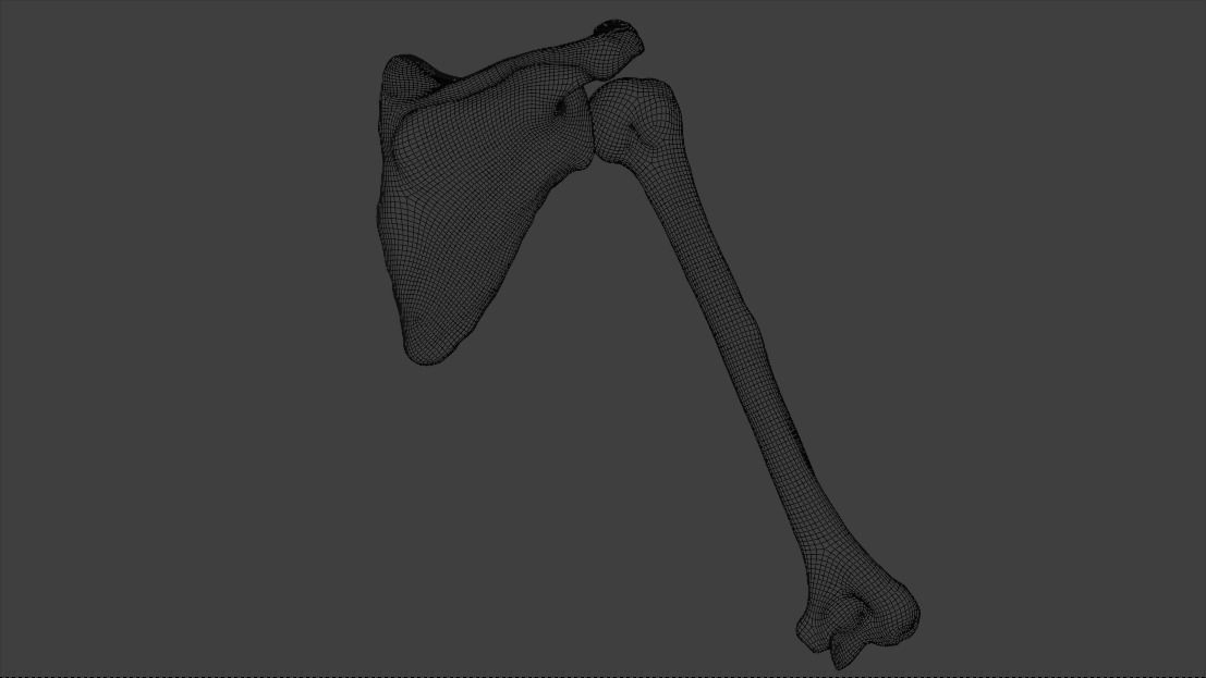 Upper arm bones 3D model_18
