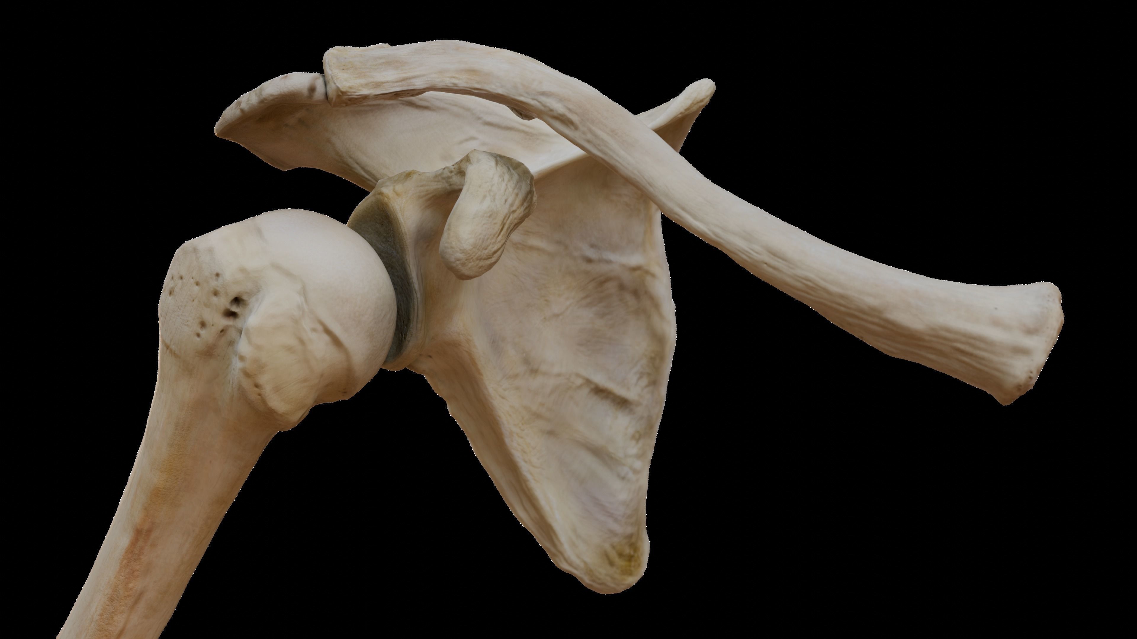 Upper arm bones 3D model_4