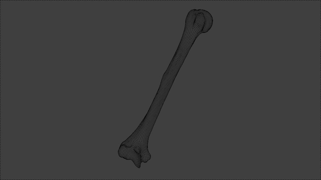 Upper arm bones 3D model_19