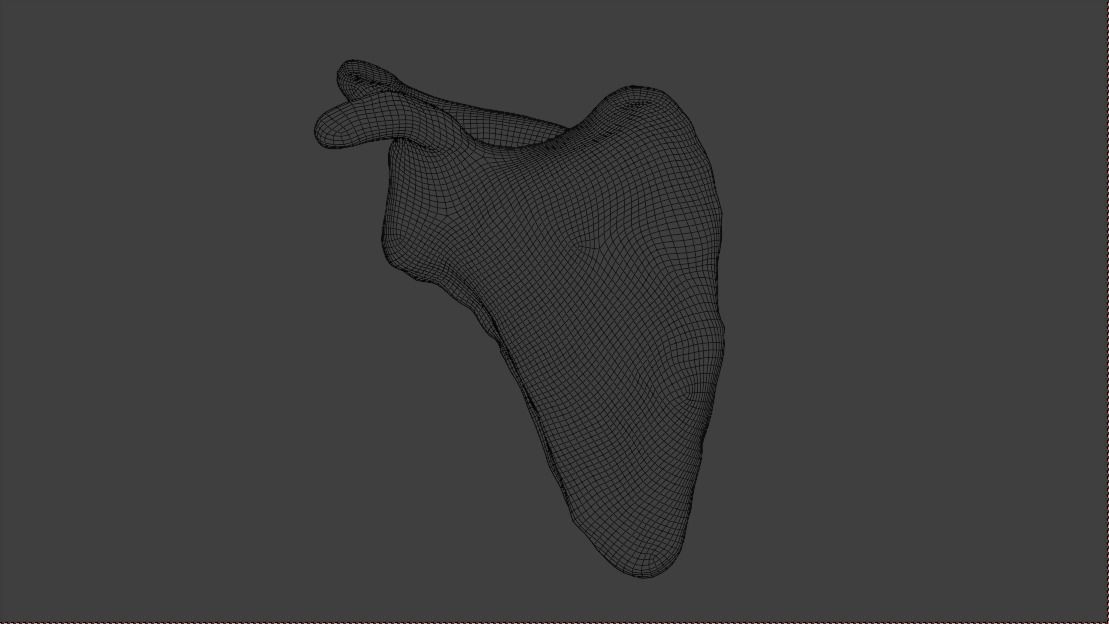 Upper arm bones 3D model_14