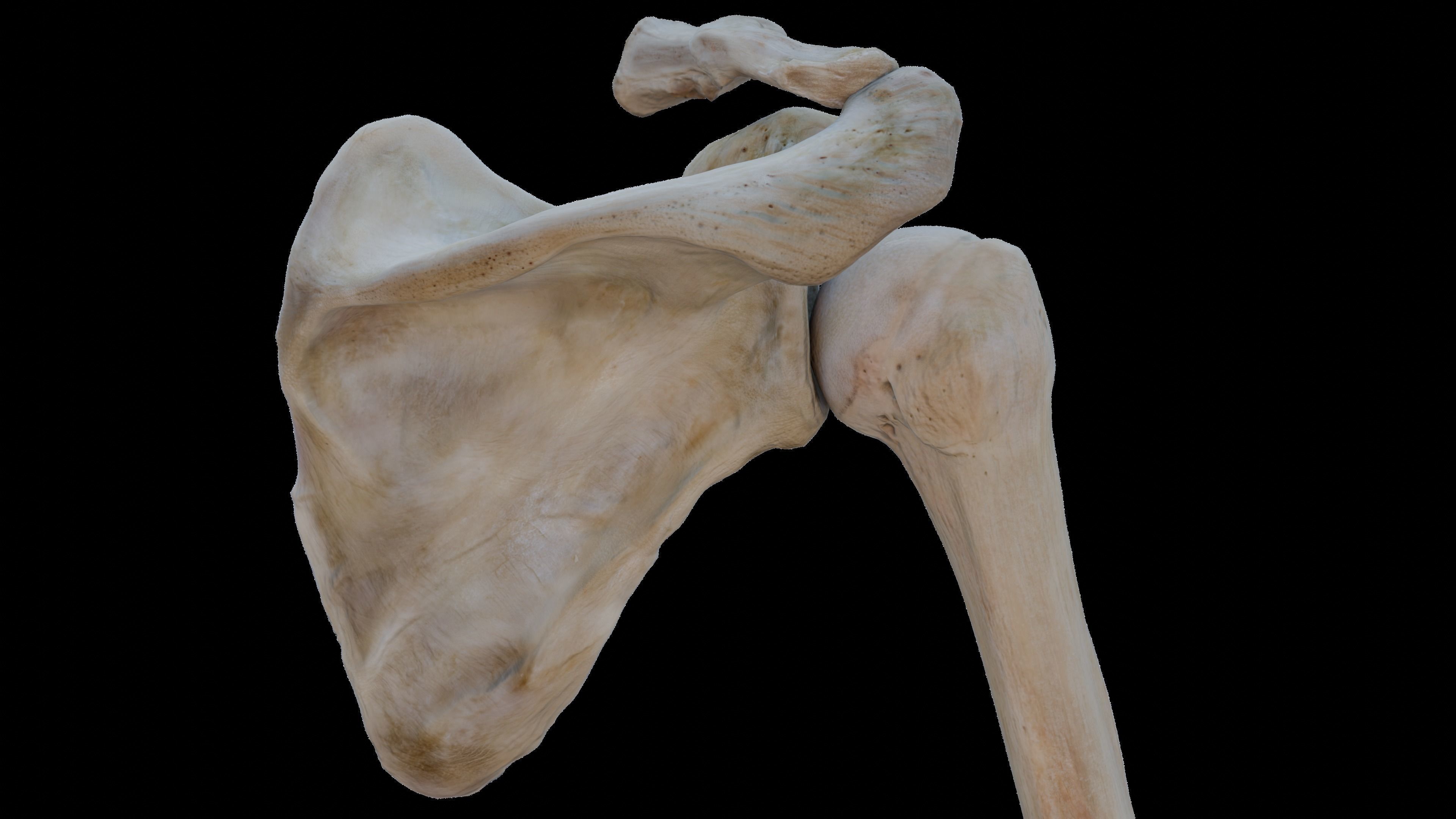 Upper arm bones 3D model_5