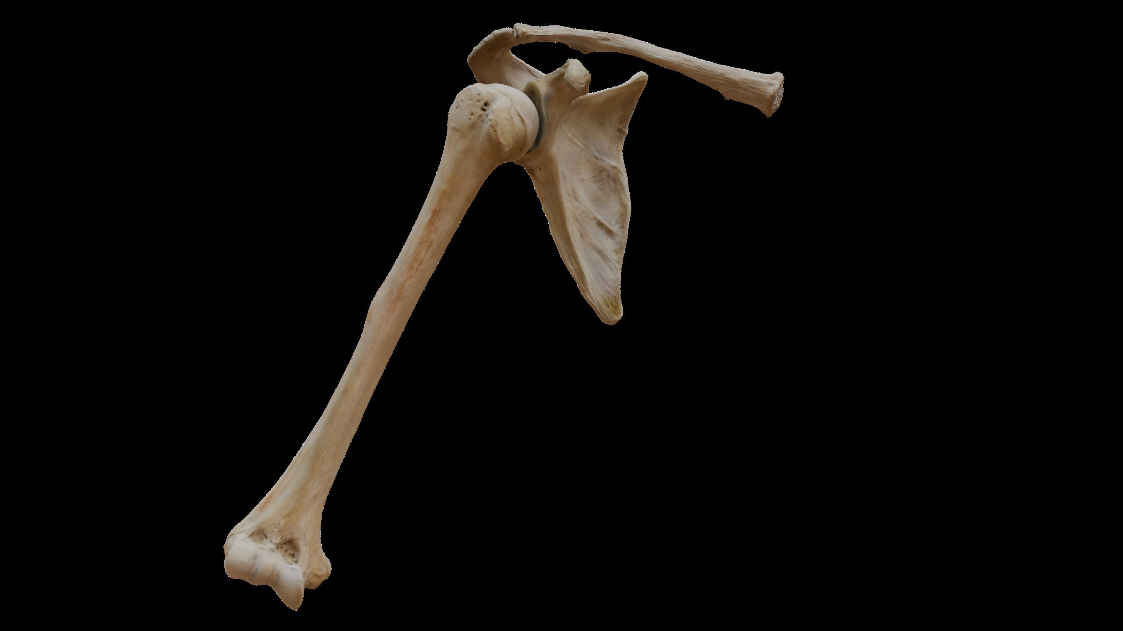 Upper arm bones 3D model_2