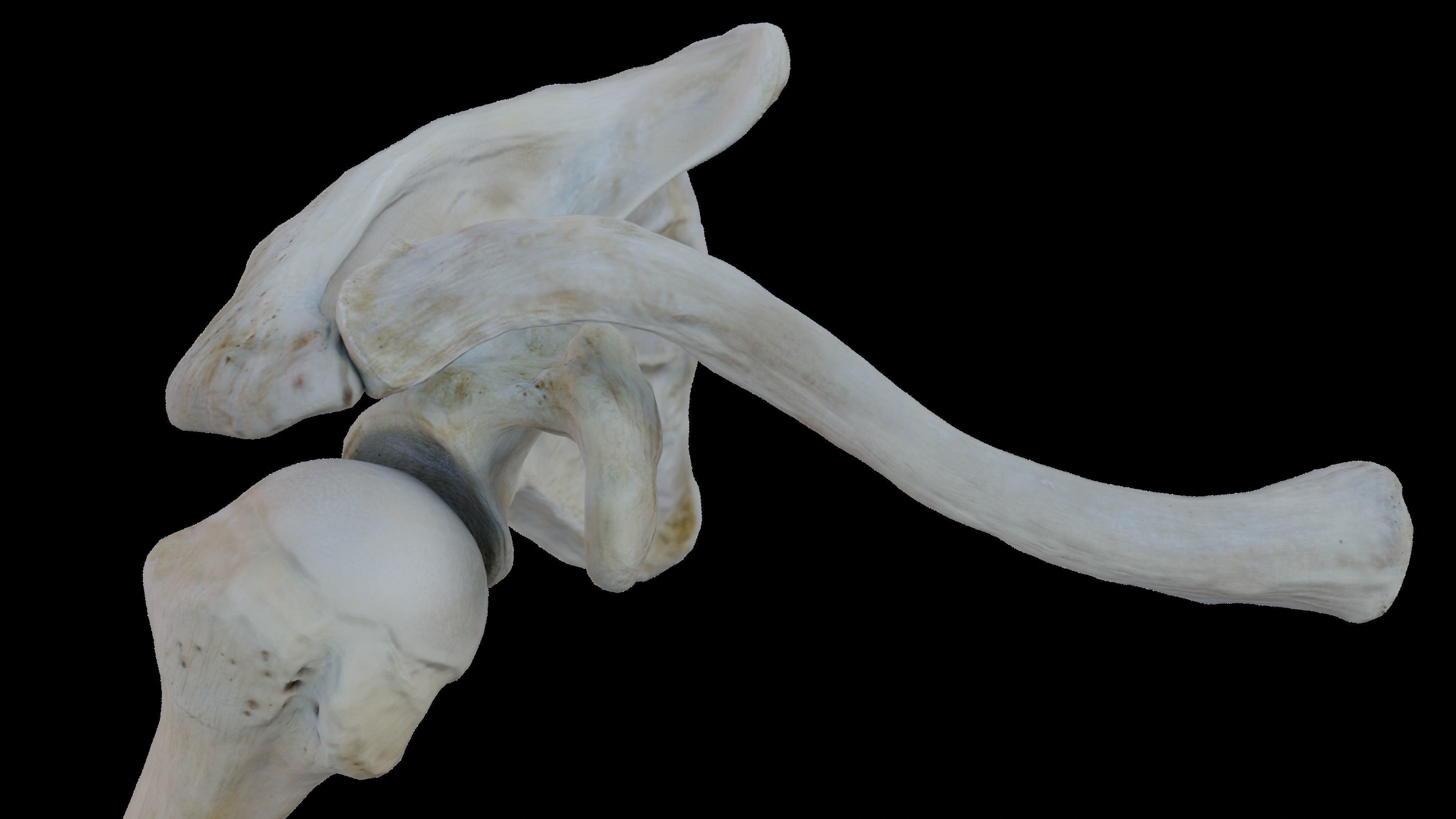 Upper arm bones 3D model_3