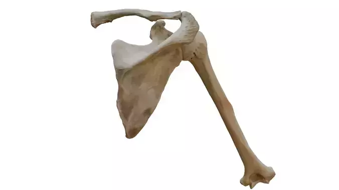 Upper arm bones