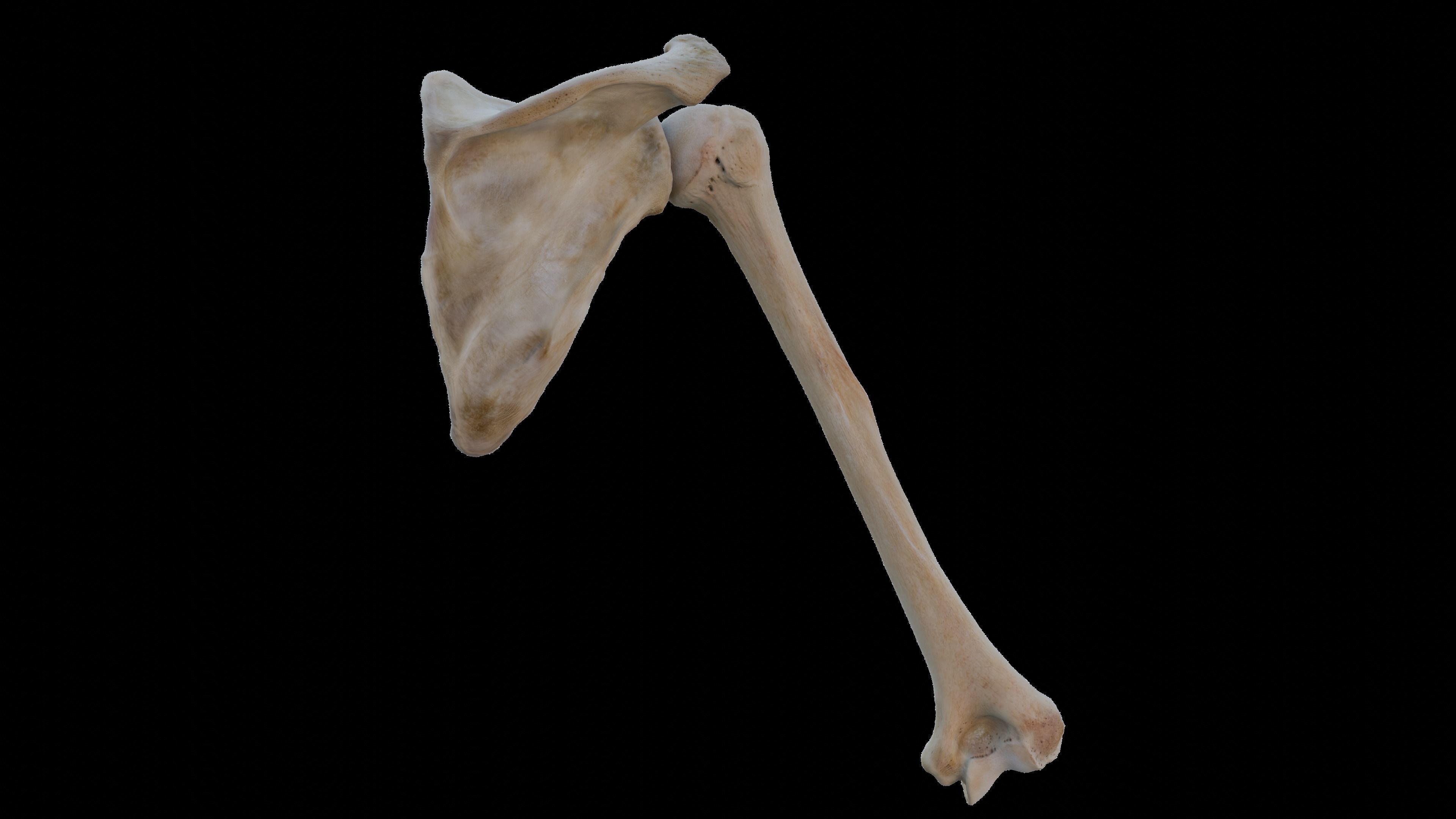 Upper arm bones 3D model_9