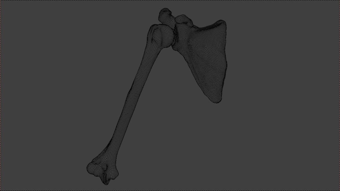 Upper arm bones 3D model_17