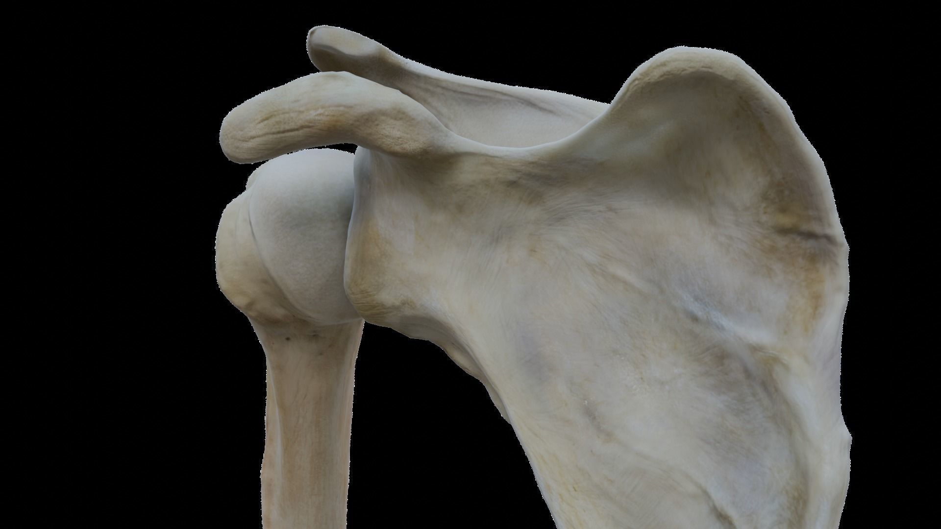 Upper arm bones 3D model_8