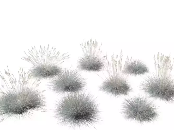 Festuca glauca - Blue fescue