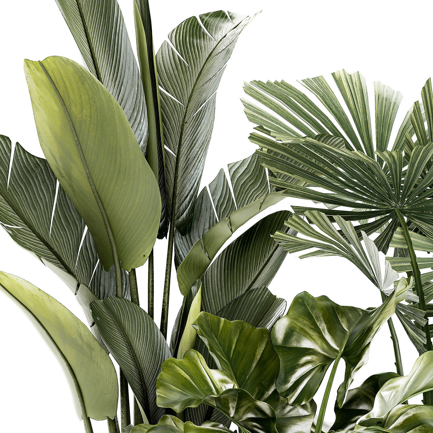 small plants white modern pots Strelitzia Licuala fan palm 1436 3D model_11