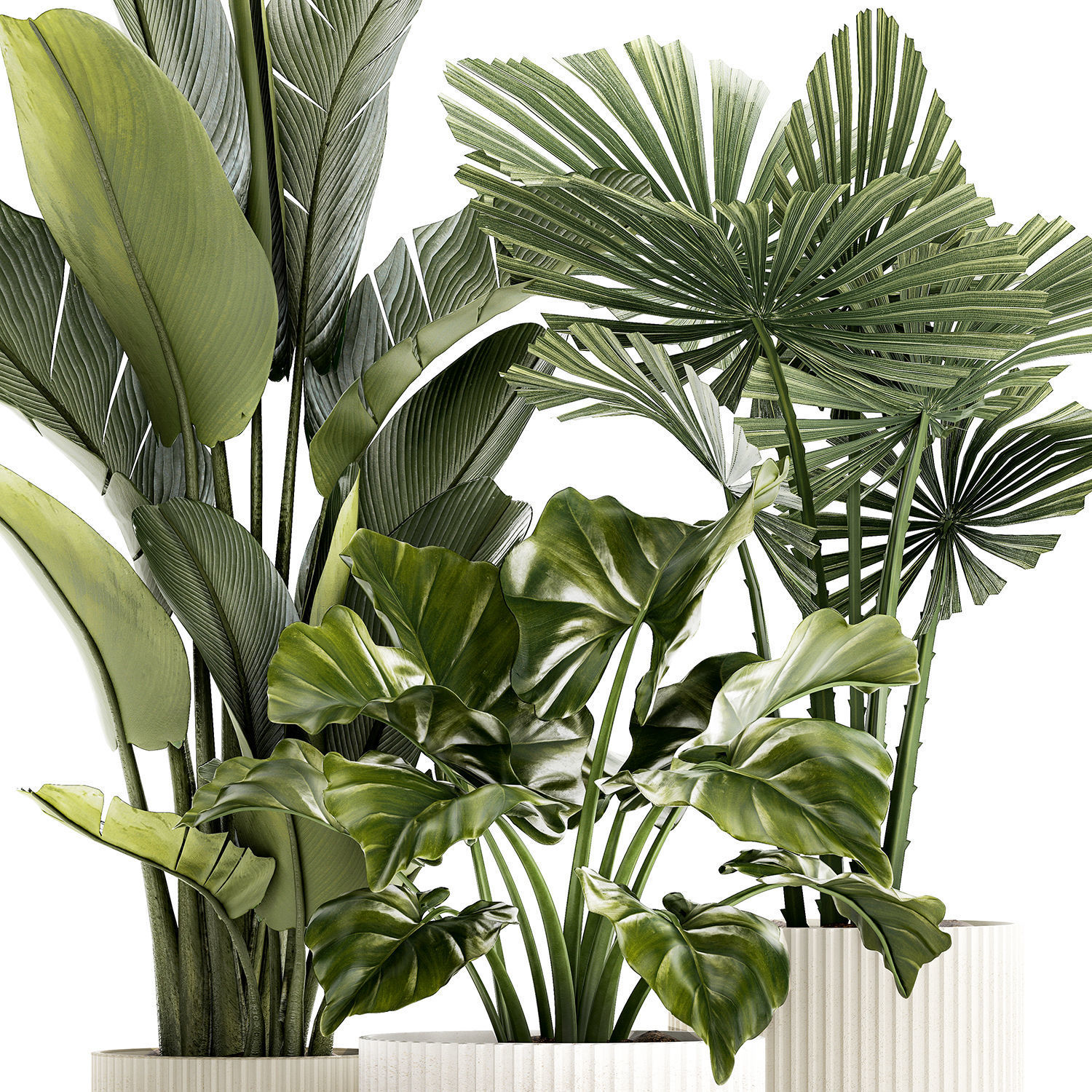 small plants white modern pots Strelitzia Licuala fan palm 1436 3D model_9