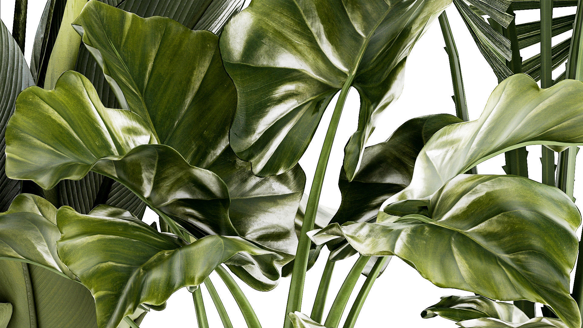 small plants white modern pots Strelitzia Licuala fan palm 1436 3D model_6