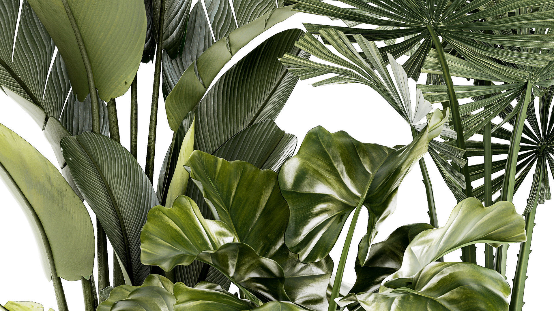 small plants white modern pots Strelitzia Licuala fan palm 1436 3D model_4