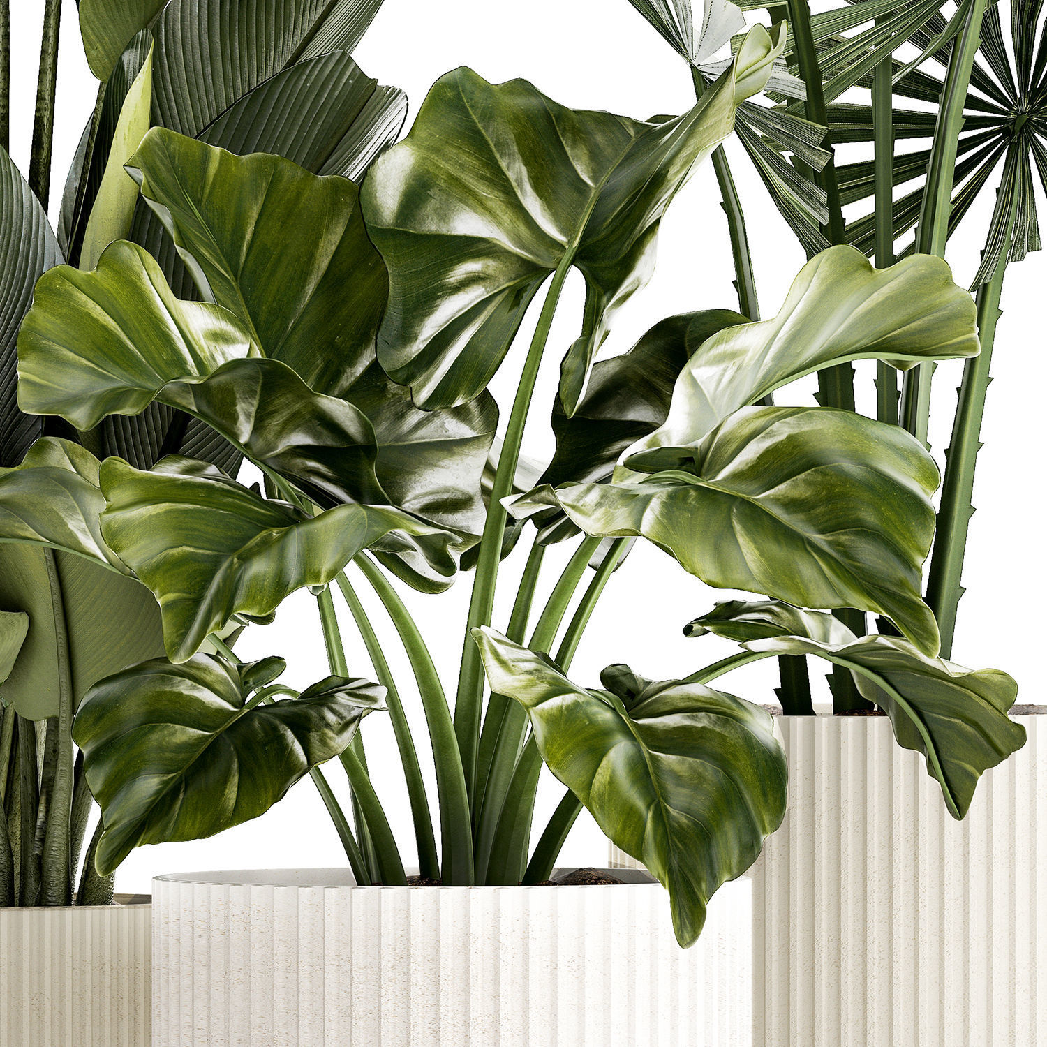 small plants white modern pots Strelitzia Licuala fan palm 1436 3D model_12