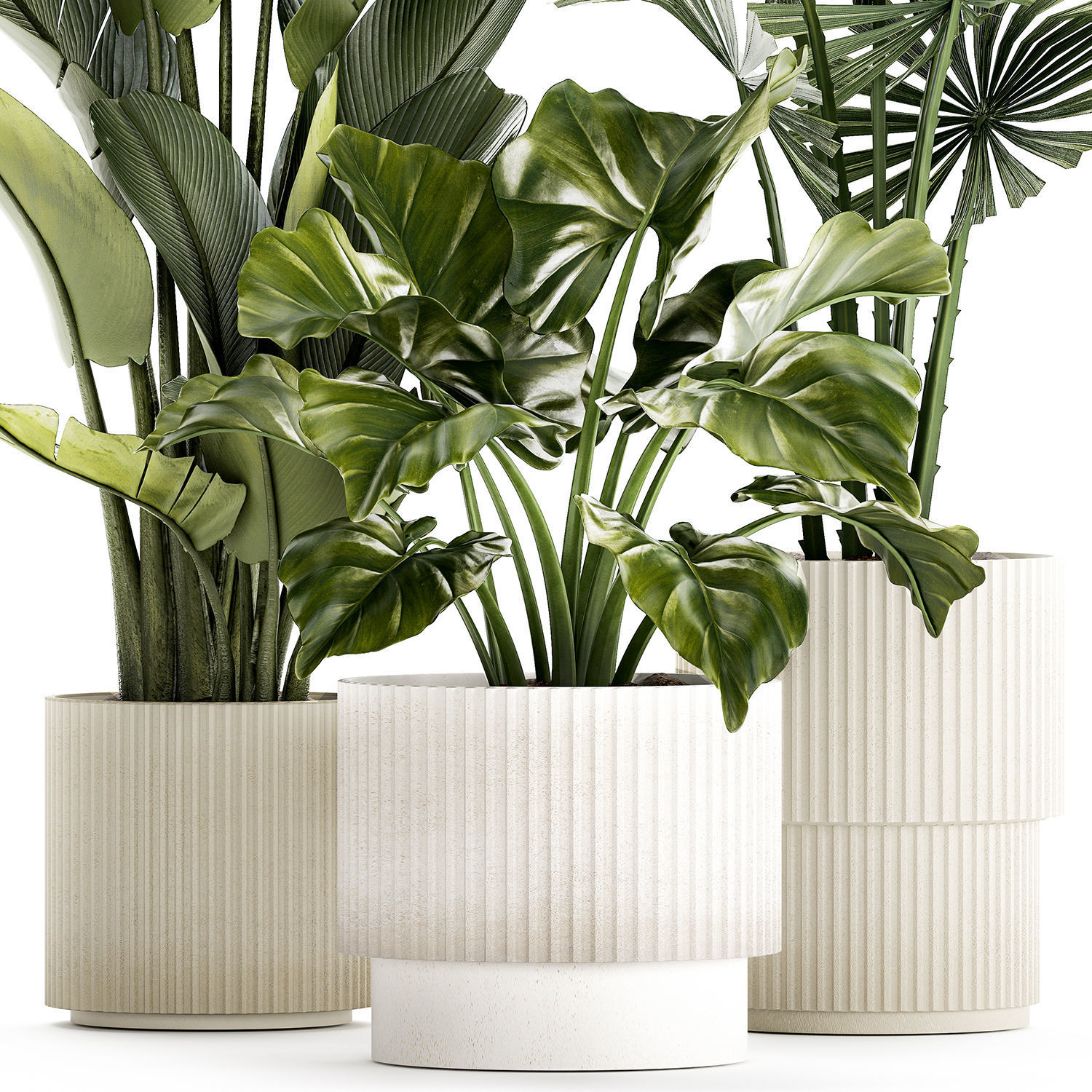 small plants white modern pots Strelitzia Licuala fan palm 1436 3D model_10