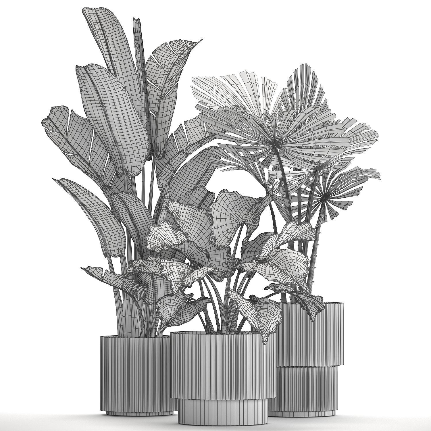 small plants white modern pots Strelitzia Licuala fan palm 1436 3D model_13