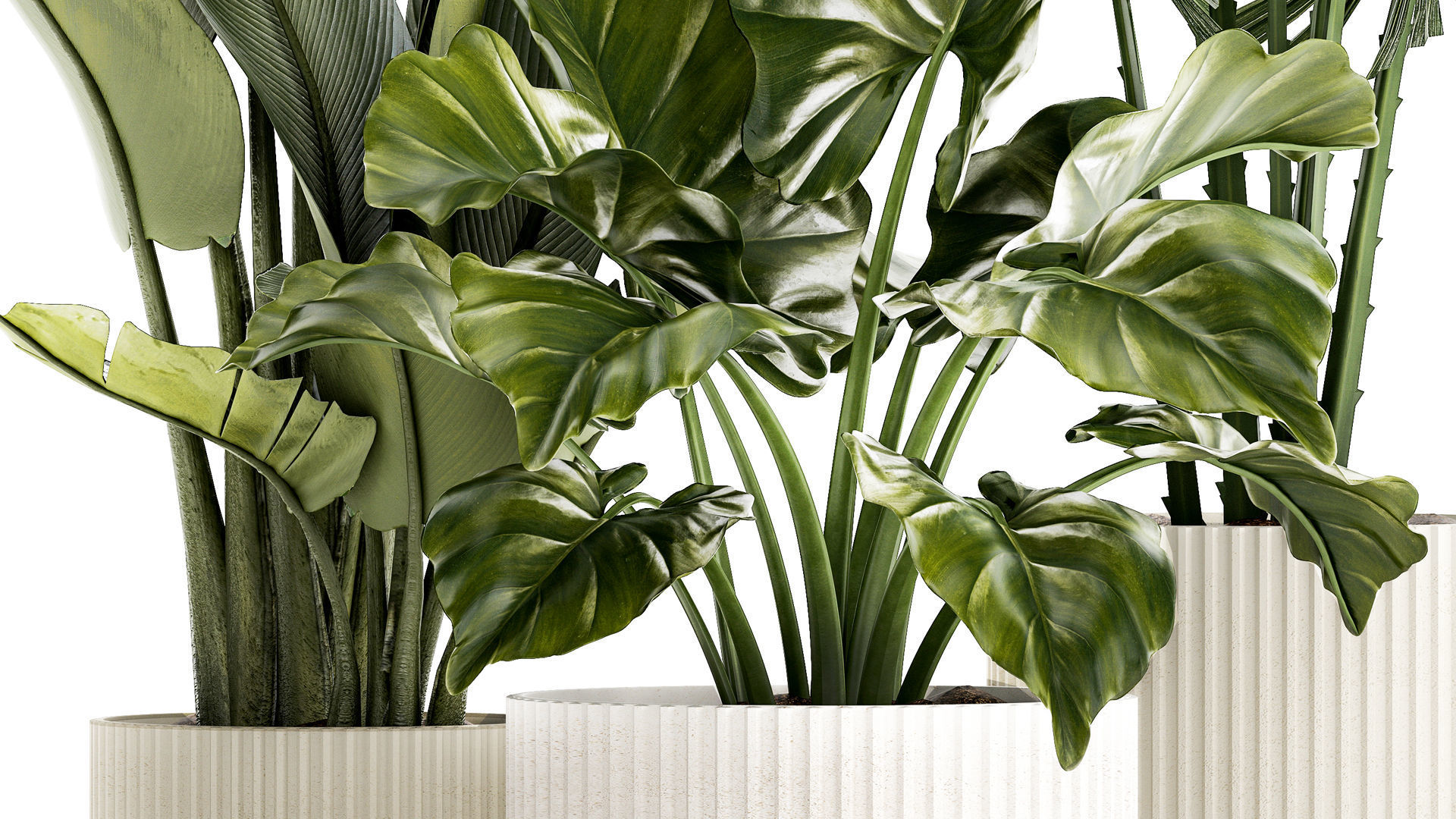 small plants white modern pots Strelitzia Licuala fan palm 1436 3D model_5