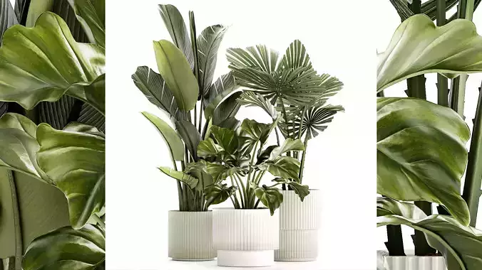 small plants white modern pots Strelitzia Licuala fan palm 1436 3D model