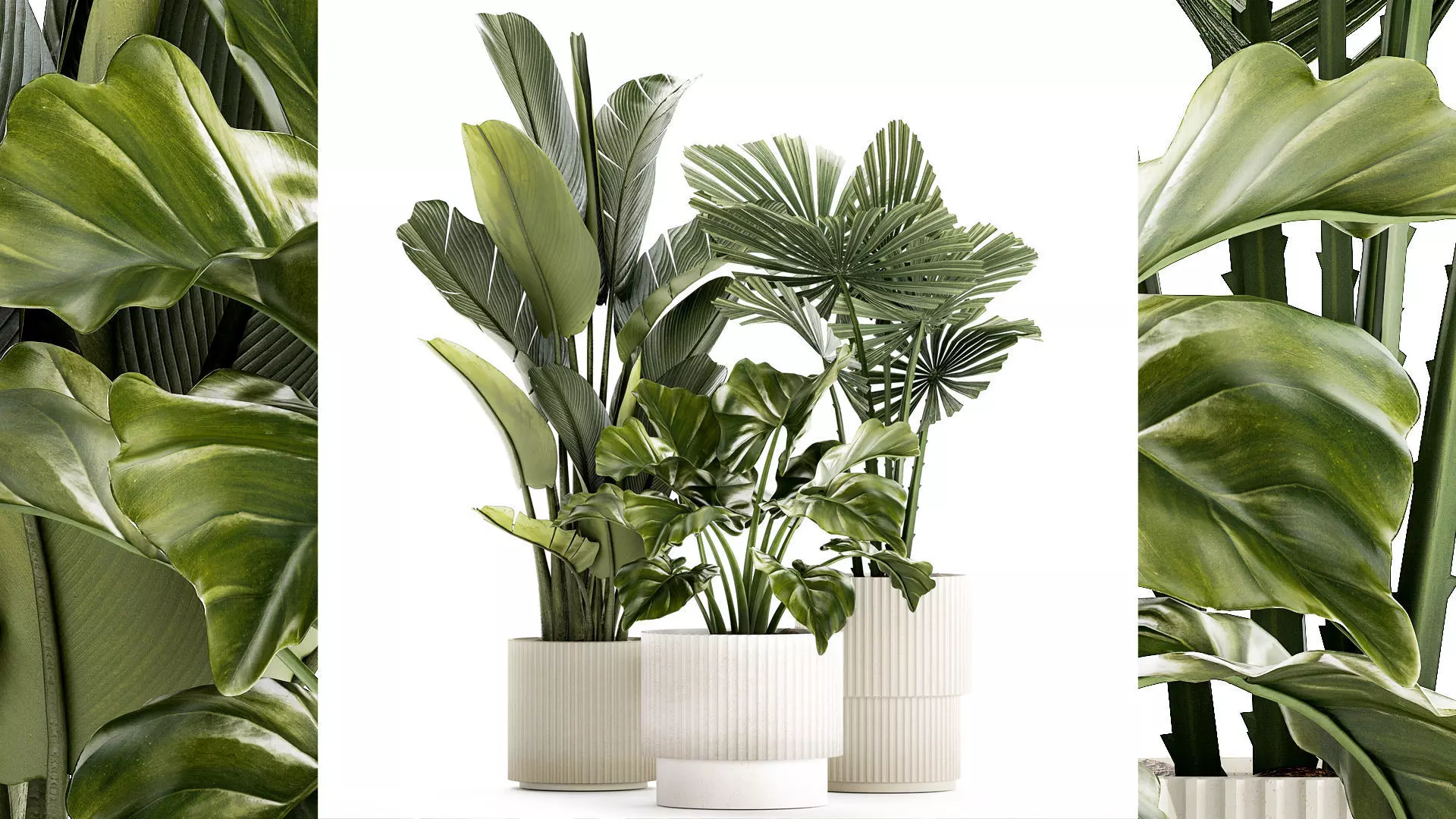small plants white modern pots Strelitzia Licuala fan palm 1436 3D model_0