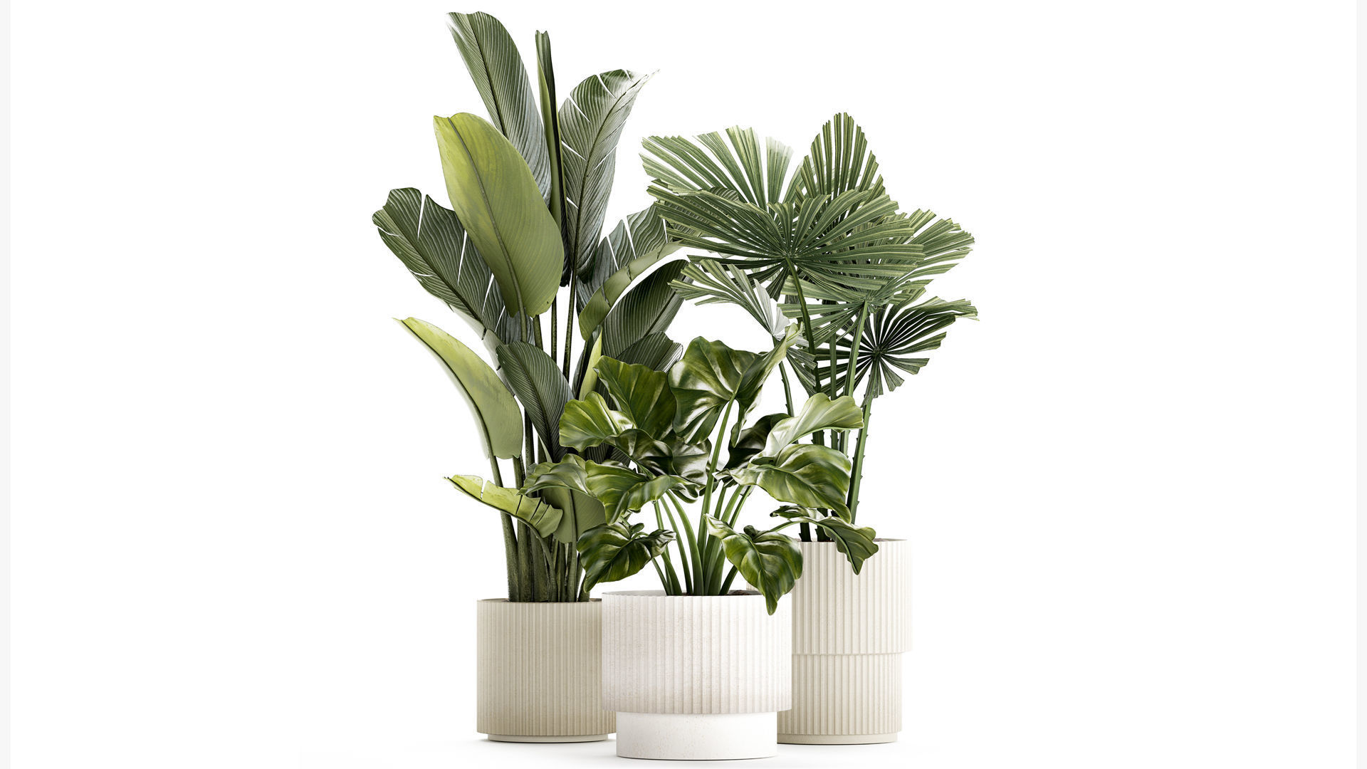 small plants white modern pots Strelitzia Licuala fan palm 1436 3D model_1