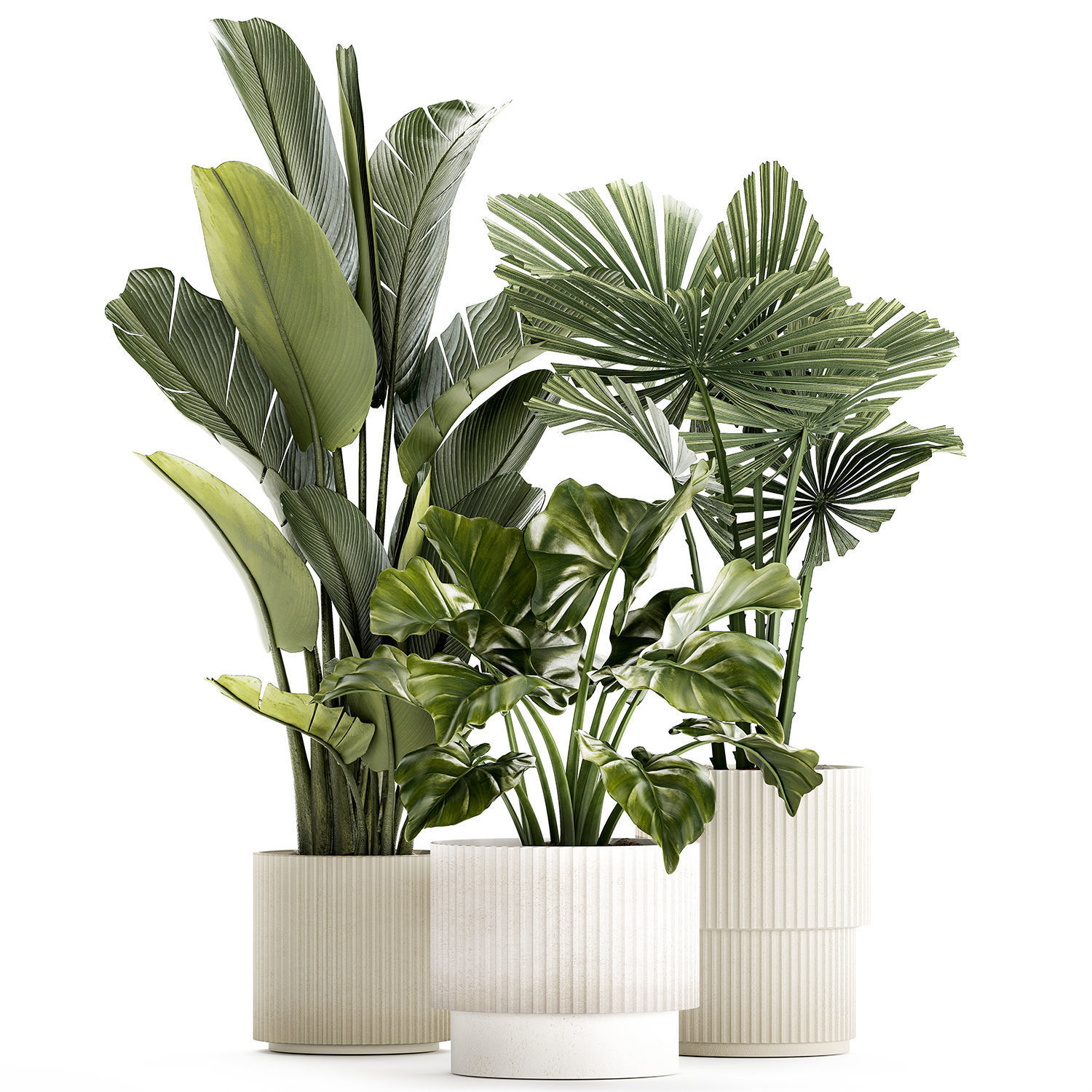small plants white modern pots Strelitzia Licuala fan palm 1436 3D model_8