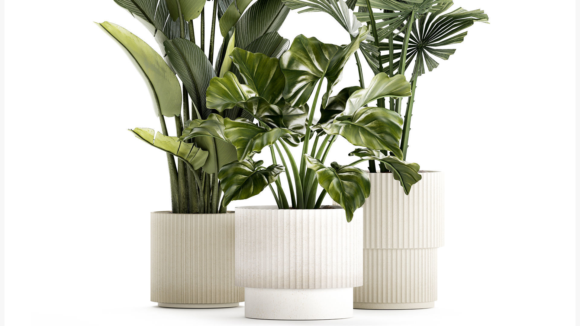 small plants white modern pots Strelitzia Licuala fan palm 1436 3D model_2