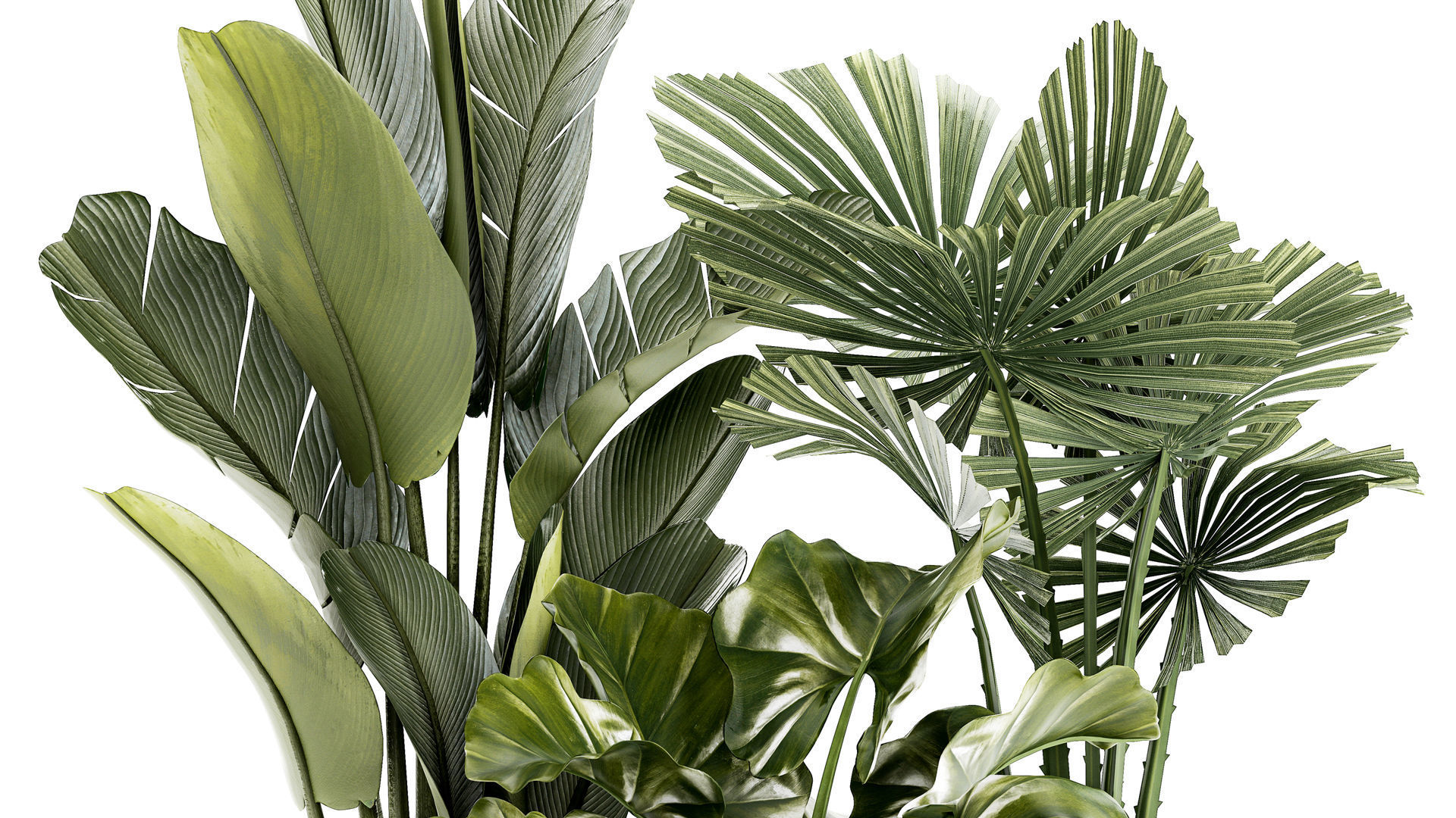 small plants white modern pots Strelitzia Licuala fan palm 1436 3D model_3