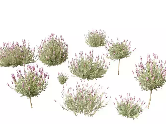 Lavandula stoechas - French lavender 3D model