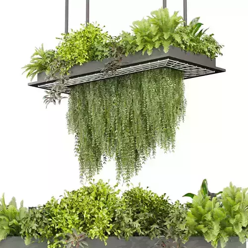 Collection plant vol 543 - ampelous - ivy - bush 