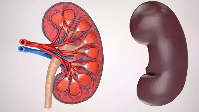 Kidney Anatomy