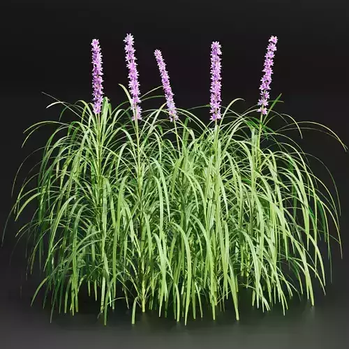 Lilyturf plants outdoor collection vol 131-Blender