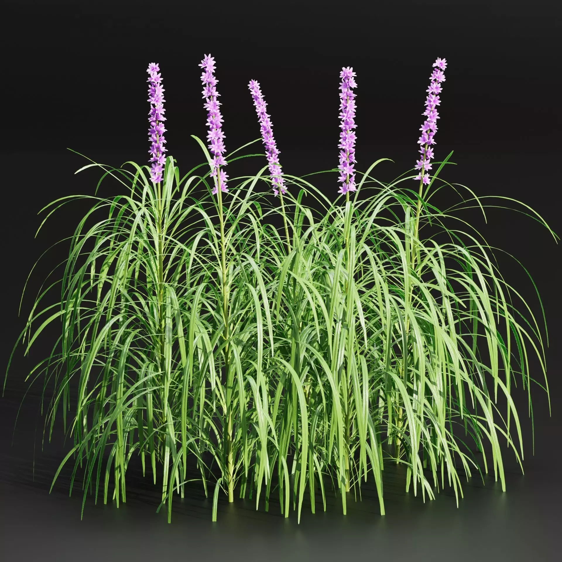 Lilyturf plants outdoor collection vol 131-Blender 3D model_0