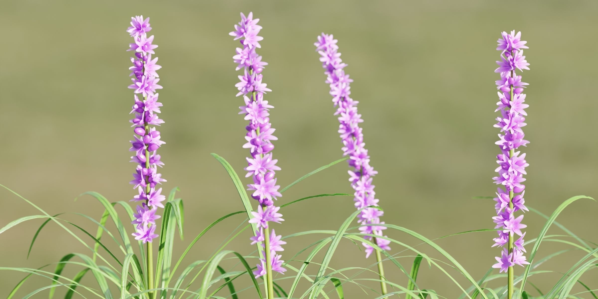 Lilyturf plants outdoor collection vol 131-Blender 3D model_3