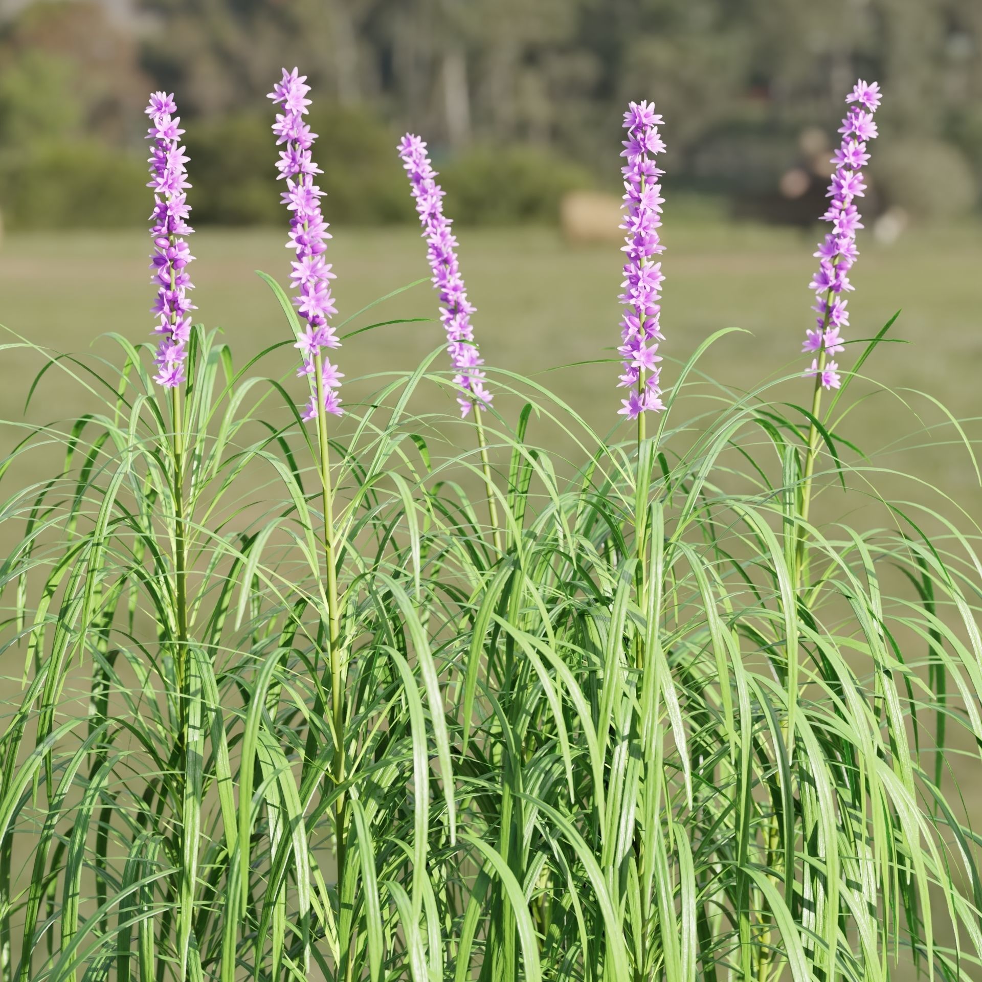 Lilyturf plants outdoor collection vol 131-Blender 3D model_2