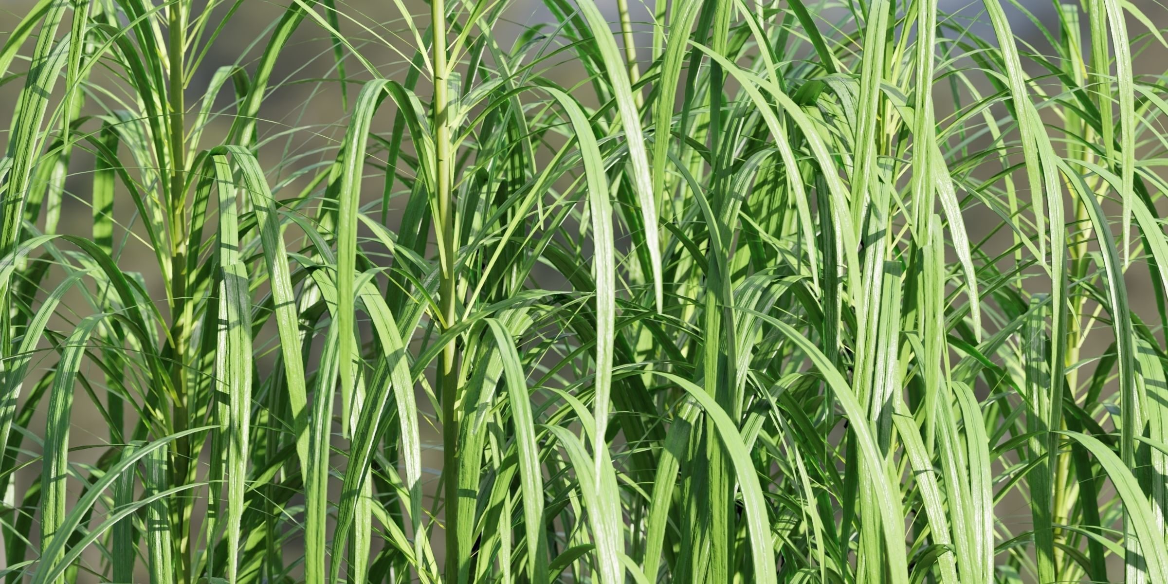 Lilyturf plants outdoor collection vol 131-Blender 3D model_4