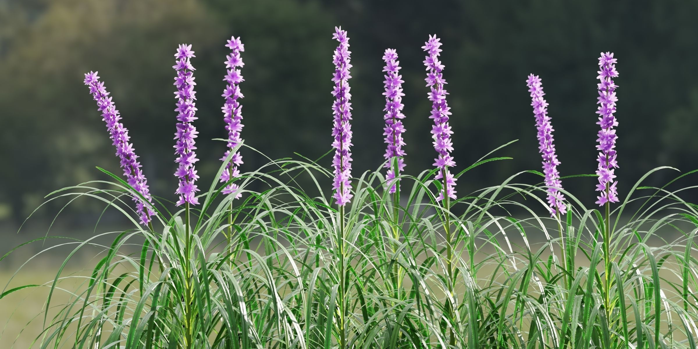 Lilyturf plants outdoor collection vol 131-Blender 3D model_1